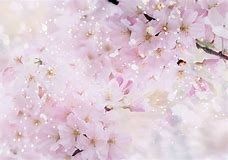  ✿桜✿